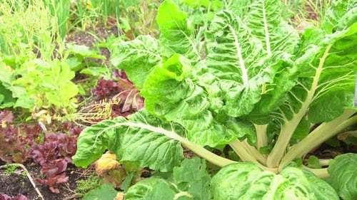 Le vent souffle : grandes feuilles de chou, tête de tambour, variété verte froissée, légume crucifère