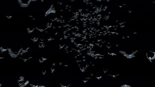 Realistic Flock of Flying Birds Loop