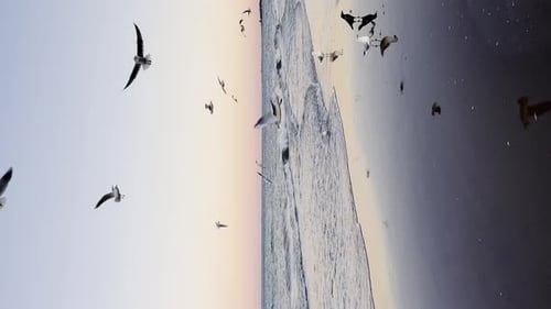 Seagulls Flying Over Baltic Sea Dark Blue Clouds and Sea or Ocean Water Surface with Foam Waves