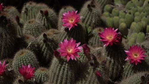 Flowering Cacti Growing in Natural Desert Environment
