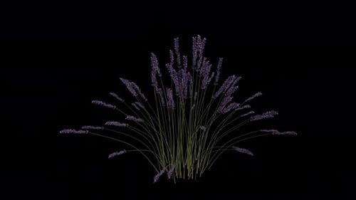 Lavender Plant blowing in the wind. Animated Flowering Plant. Alpha Channel. Loop Animation