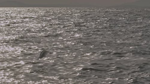 Seagull Catching Fish In Gray Ocean In Slow Motion