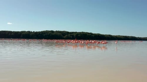 Spectacular Pink Flamingos Taking Flight Over A Lush Tropical Lagoon