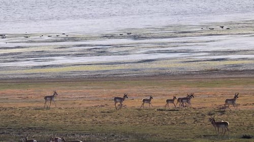 Pronghorn antelope running on the banks of Lake Viva Naughton