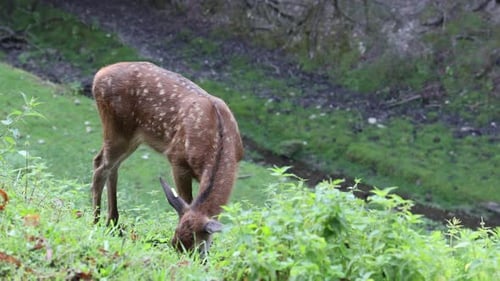 Young deer grazing on the grass on a hill