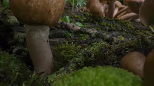 Forest Scene Family of Mushrooms Grew After Rain on Moss and Fallen Tree Macro