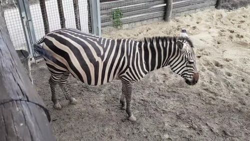 Zebra Standing Calmly in Natural Enclosure