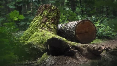 Fallen tree trunk covered in green moss in a temperate rainforest