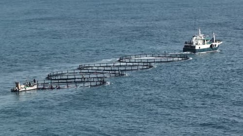 A Mid sized marine vessel tows four fish farms along the west Australian coast.