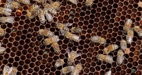 Honey Bees working on honeycomb close-up shot. Bees are best known to humans for their ecological