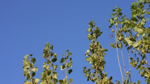cielo azul y hojas verdes de álamo meciéndose con el viento, Cámara lenta