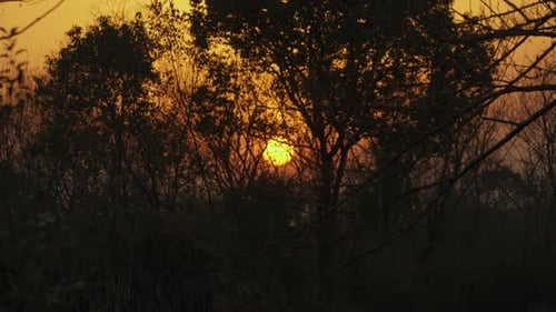 Primer plano de la vibrante puesta de sol a través de la silueta del bosque
