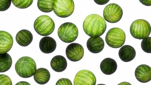 Animated Falling Watermelons Seamlessly Looping on White Background