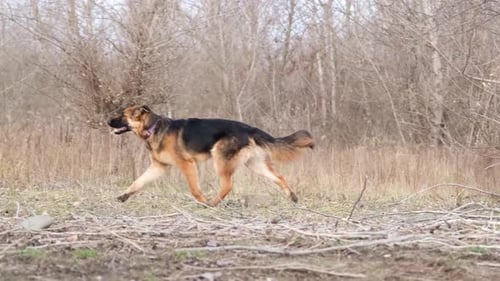 German shepherd dog gracefully running in the autumn forest , slow motion