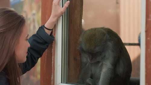 Woman and Man Observing a Monkey at the Zoo