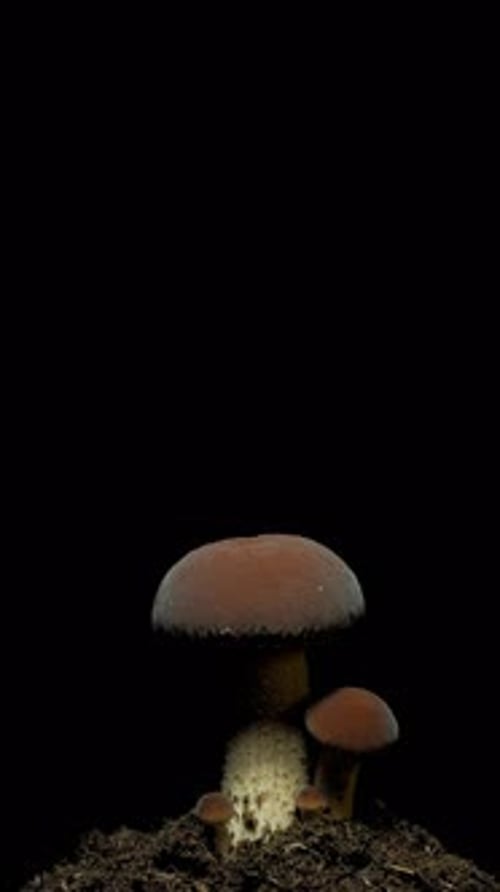 Mushrooms Growing From Soil in Time Lapse