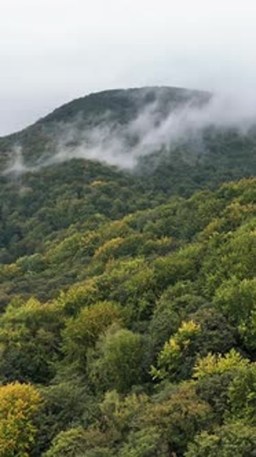 Un denso bosque de hoja perenne que cubre una empinada ladera montañosa con una niebla que se cierne a lo bajo y una bruma dramática