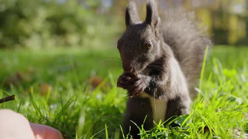 Schwarzes Eichhörnchen isst Pinienkerne im Park mit den Händen