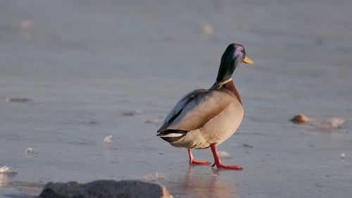 A male mallard duck walks across a frozen surface, its vibrant green head contrasting