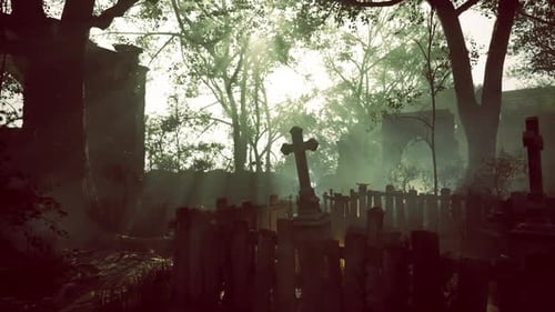 солнечный свет сквозь деревья на кладбище