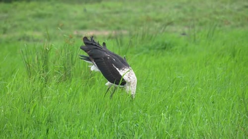 Saddle-Billed Stork Fishing In African Wetland, Water Drips Off Beak, Slow Motion, Medium Shot