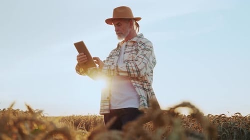 At Sunset Farmer Agronomist Man with a Hat Use a Tablet Computer in a Wheat Field Senior Farmer the