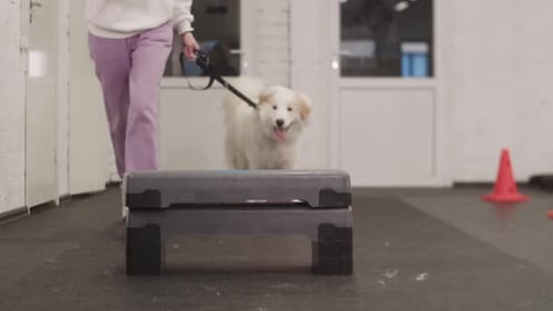 Dog Leaps Over Platform During Agility Training