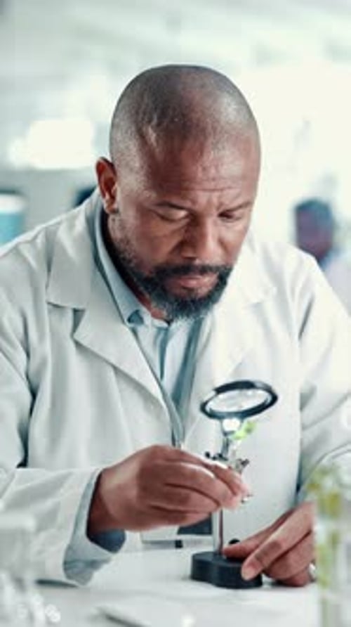 Chemistry, black man and plant with magnifying glass in laboratory for GMO