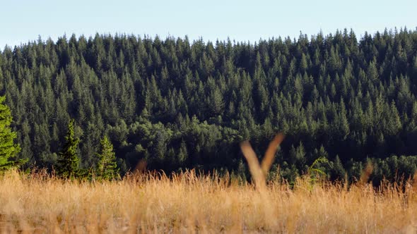 Pan of scenic forest tree ridgeline on clear sunny day, Nature Stock ...