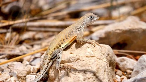 Breathtaking And Beautiful View Of Lizard