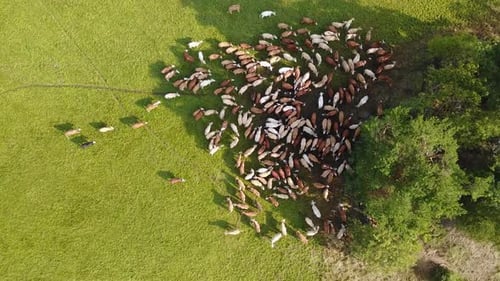 Lush green pasture with large herd of cows, Aerial footage