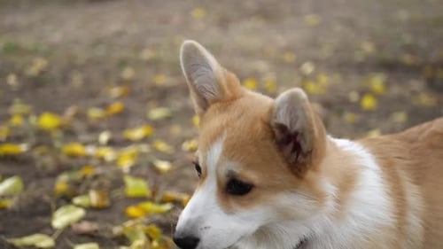 Happy little Welsh Corgi on a walk in the park. The Corgi is a royal dog.