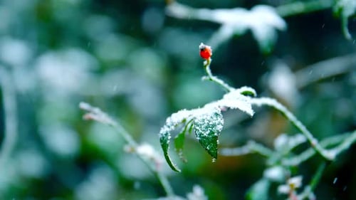 Water Drop Falling