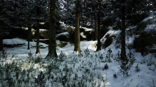 Luminous Winter Scene with Delicate Grasses and Rocky Accents
