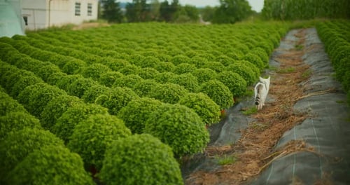 Cat Walks Along Field of Plants
