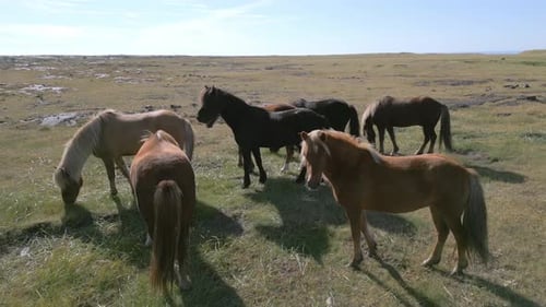 Gruppe verschiedenfarbiger Pferde, die auf einem riesigen Feld stehen