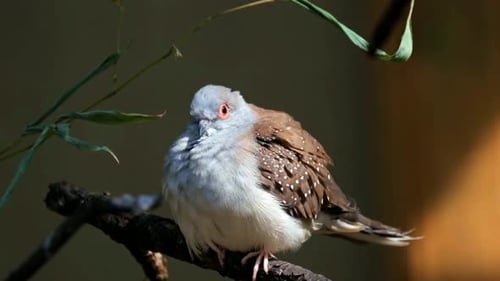 Bird 4K