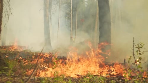 Uhd Forest Fire Spreading Through Dense Trees