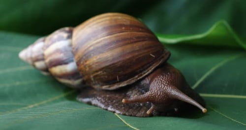 A Large Tropical Snail Sits on a Green Leaf