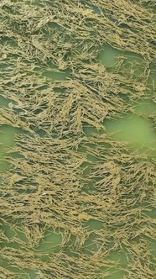 Seaweed on the Sea Surface