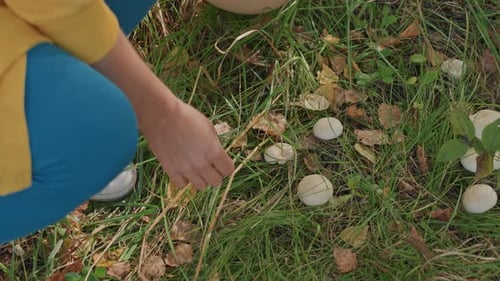 Closeup Mushrooms Growing in Grass Near Trail Slow Pan Over White Caps and Brown Leaves Hands