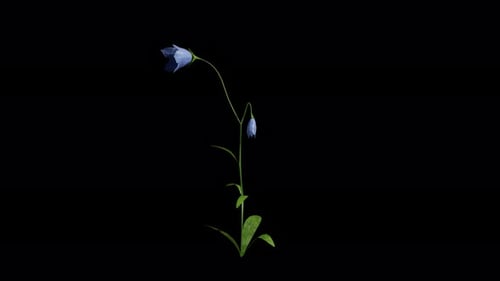 Bellflower Flower (Single) Tree Swaying In Summer And Spring Wind, Realistic Animation