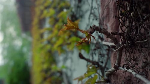 Beautiful Nature Bark Texture on Old Pine Tree Trunk in Spring Outdoors
