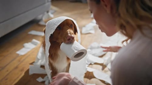 Naughty Pet Feeling Guilty Making Mess in Living Room Closeup Girl Scolding Dog