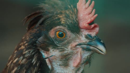 Close Up Portrait of the Hen in the Farm