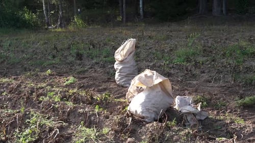 Plastic bags full of potatoes on the field and a man picking potatoes in basket