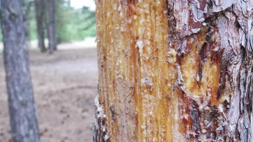 Tree Trunk Covered in Sap in Forest