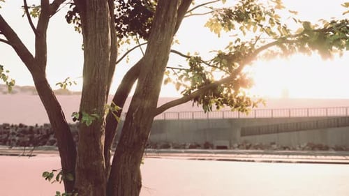The Warm Morning Sun Dramatically Casting Intense Rays Through a Large Tree