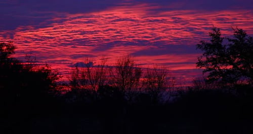 Static shot of a beautiful vibrant purple and pink sky with silhouettes of trees.