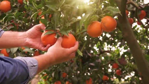 Orange garden with ripe oranges on the branches on a sunny spring day.